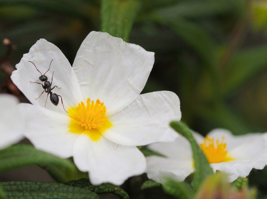 an ant crawling on a white flower